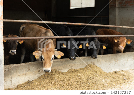 Beef cattle standing behind metal fence in agricultural pen 142137257