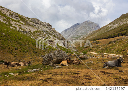 Picos mountain range in Spain and small cow herds in meadow in mountainous areas Picos mountain range in Spain and small cow herds in meadow in mountainous areas 142137297
