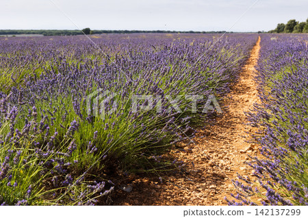 Endless lavender fields stretching under summer sky Endless lavender fields stretching under summer sky 142137299