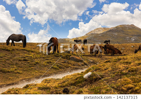 Various livestock, horses and sheep graze in herds on the slopes of Picos de Europa mountain. Spain Various livestock, horses and sheep graze in herds on the slopes of Picos de Europa mountain. Spain 142137315
