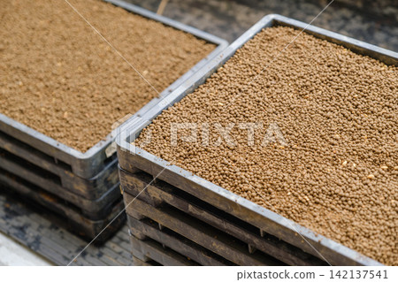 Seedling trays loaded onto the back of a truck: A scene of preparation for rice cultivation after sowing and covering with soil. Seedling trays loaded onto the back of a truck: A scene of preparation for rice cultivation after sowing and covering with soil. 142137541