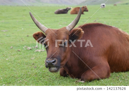 Cows resting on the grasslands of Arkhangai Province, Mongolia. 142137626