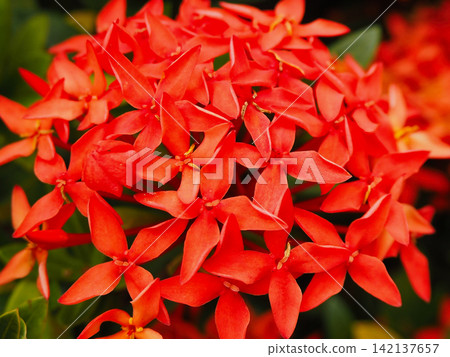 Red flower: Ixora Red flower: Ixora 142137657
