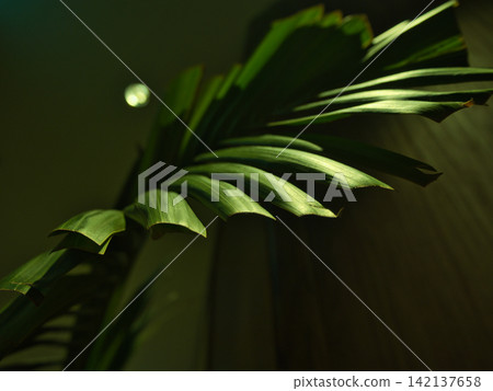 Leaves illuminated by the night light Leaves illuminated by the night light 142137658
