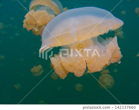 水母在水母湖中漂浮 水母在水母湖中漂浮 142137660