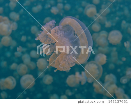 水母漂浮在水中 水母漂浮在水中 142137661