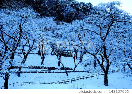 [Kanagawa Prefecture] Snow-covered cherry blossom grove 142137695