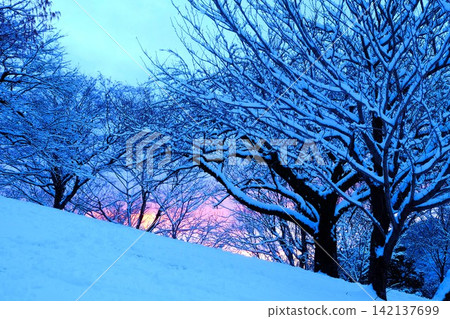 [Kanagawa Prefecture] Snow-covered trees and a sunset sky 142137699