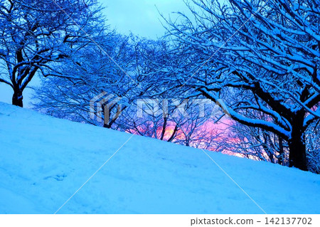 【神奈川縣】夕陽西下,白雪皚皚的樹木。 【神奈川縣】夕陽西下,白雪皚皚的樹木。 142137702