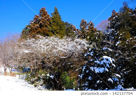 【神奈川縣】白雪皚皚的樹木 【神奈川縣】白雪皚皚的樹木 142137704