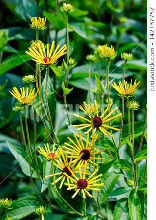 Rudbeckia 'Henry Eilers' flowers blooming in the summer garden Rudbeckia 'Henry Eilers' flowers blooming in the summer garden 142137757