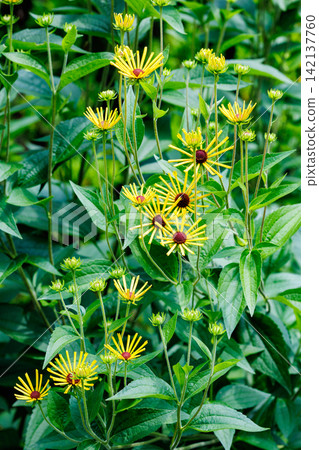 夏日花園裡盛開的金光菊“亨利·艾勒斯” 夏日花園裡盛開的金光菊“亨利·艾勒斯” 142137760