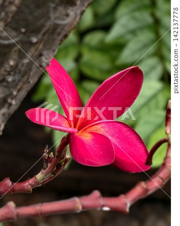 pink magnolia flowers pink magnolia flowers 142137778