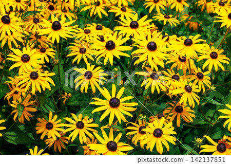Rudbeckia Little Gold Star flowers blooming in the summer garden Rudbeckia Little Gold Star flowers blooming in the summer garden 142137851