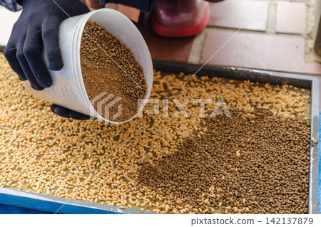 Covering rice seeds in seedling trays with soil: A hands-on experience of rice seedling cultivation. Covering rice seeds in seedling trays with soil: A hands-on experience of rice seedling cultivation. 142137879