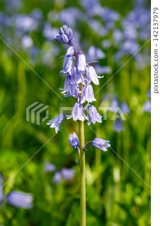 A close-up of a Scilla campanulata flower blooming in the forest. 142137979