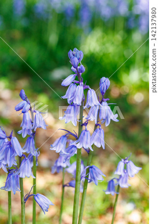 A close-up of a Scilla campanulata flower blooming in the forest. A close-up of a Scilla campanulata flower blooming in the forest. 142137980