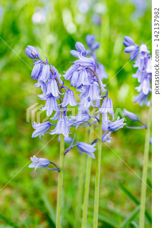 A close-up of a Scilla campanulata flower blooming in the forest. A close-up of a Scilla campanulata flower blooming in the forest. 142137982