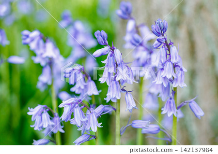 A close-up of a Scilla campanulata flower blooming in the forest. A close-up of a Scilla campanulata flower blooming in the forest. 142137984