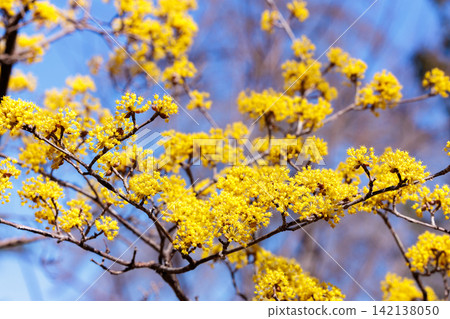 Yellow Cornus officinalis flowers blooming in early spring Yellow Cornus officinalis flowers blooming in early spring 142138050