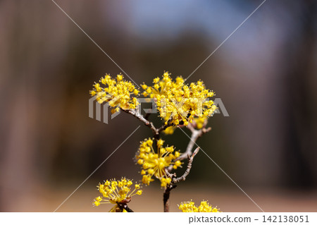 早春盛開的黃色玉髓花 142138051