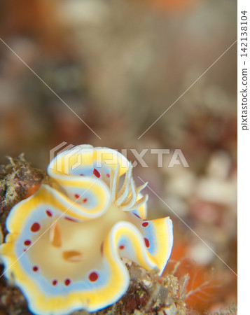 Red-spotted sea slug, facing left, bright light. Red-spotted sea slug, facing left, bright light. 142138104