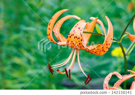 Beautiful tiger lily flowers blooming in the summer garden Beautiful tiger lily flowers blooming in the summer garden 142138141