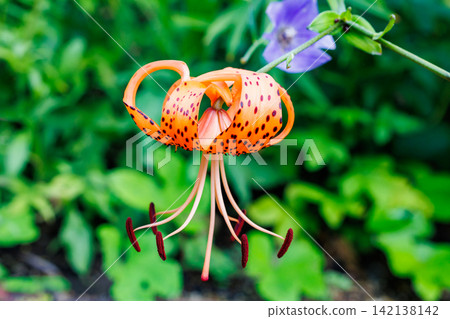 Beautiful tiger lily flowers blooming in the summer garden Beautiful tiger lily flowers blooming in the summer garden 142138142