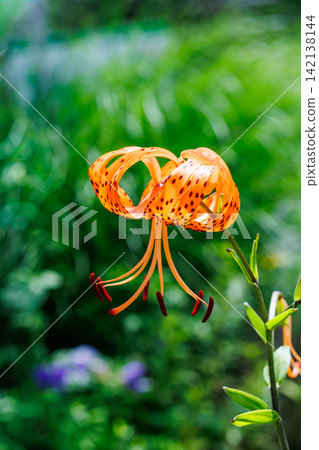 夏日花園裡盛開著美麗的虎百合花 142138144