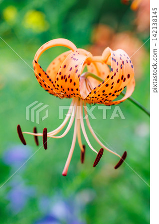 Beautiful tiger lily flowers blooming in the summer garden Beautiful tiger lily flowers blooming in the summer garden 142138145