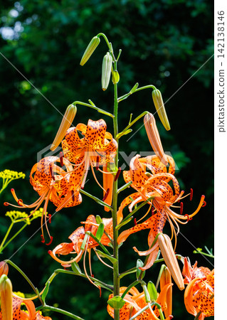 Beautiful tiger lily flowers blooming in the summer garden Beautiful tiger lily flowers blooming in the summer garden 142138146