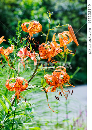 Beautiful tiger lily flowers blooming in the summer garden 142138149