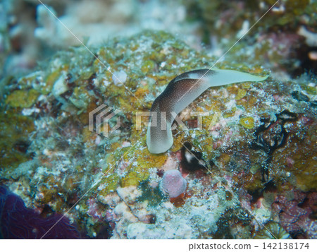 從*Platypleura kaempferi*的側面看 從*Platypleura kaempferi*的側面看 142138174