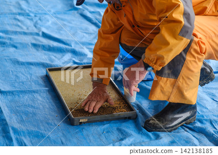 A farmer instructing on seedling sowing: A skilled worker demonstrating the proper technique for raising seedling trays. A farmer instructing on seedling sowing: A skilled worker demonstrating the proper technique for raising seedling trays. 142138185