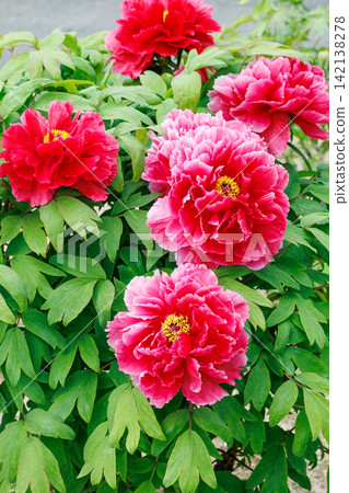 A close-up of a red peony flower blooming in the garden. A close-up of a red peony flower blooming in the garden. 142138278