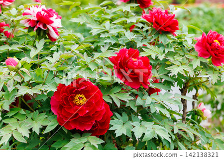 花園裡盛開的紅牡丹 花園裡盛開的紅牡丹 142138321