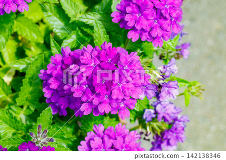 Verbena flowers, which produce many purple blossoms. Verbena flowers, which produce many purple blossoms. 142138346