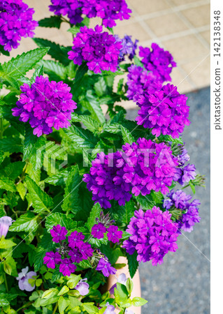 Verbena flowers, which produce many purple blossoms. Verbena flowers, which produce many purple blossoms. 142138348
