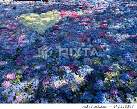 繡球花 142138397