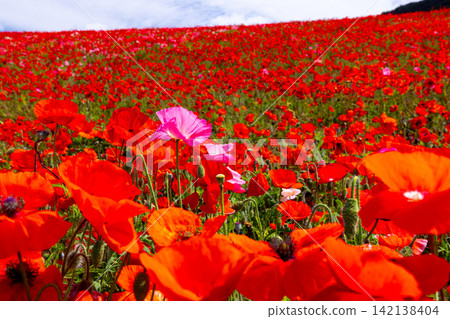 Chichibu Kogen Farm straddles Minano Town and Higashichichibu Village, Chichibu District, Saitama Prefecture. Close-up of Petri Poppy in the poppy field in the sky Chichibu Kogen Farm straddles Minano Town and Higashichichibu Village, Chichibu District, Saitama Prefecture. Close-up of Petri Poppy in the poppy field in the sky 142138404