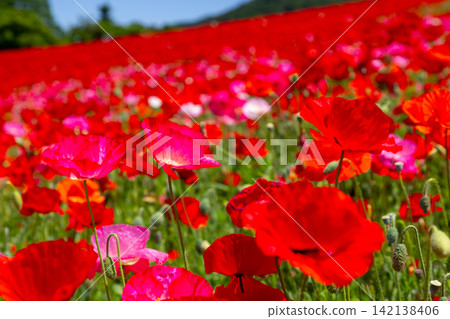 Chichibu Kogen Farm straddles Minano Town and Higashichichibu Village, Chichibu District, Saitama Prefecture. Close-up of Petri Poppy in the poppy field in the sky Chichibu Kogen Farm straddles Minano Town and Higashichichibu Village, Chichibu District, Saitama Prefecture. Close-up of Petri Poppy in the poppy field in the sky 142138406