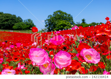 Chichibu Kogen Farm straddles Minano Town and Higashichichibu Village, Chichibu District, Saitama Prefecture. Close-up of Petri Poppy in the poppy field in the sky Chichibu Kogen Farm straddles Minano Town and Higashichichibu Village, Chichibu District, Saitama Prefecture. Close-up of Petri Poppy in the poppy field in the sky 142138414