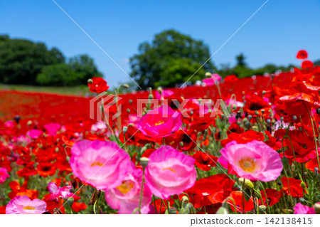 Chichibu Kogen Farm straddles Minano Town and Higashichichibu Village, Chichibu District, Saitama Prefecture. Close-up of Petri Poppy in the poppy field in the sky Chichibu Kogen Farm straddles Minano Town and Higashichichibu Village, Chichibu District, Saitama Prefecture. Close-up of Petri Poppy in the poppy field in the sky 142138415