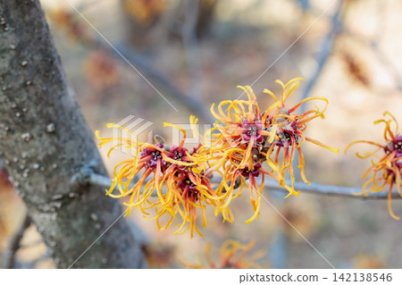 Yelena, a yellow-flowered witch hazel that blooms in early spring Yelena, a yellow-flowered witch hazel that blooms in early spring 142138546