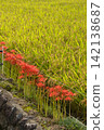 Rice fields with blooming red spider lilies 142138687