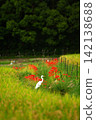 Rice fields with blooming red spider lilies 142138688