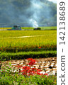 Rice fields with blooming red spider lilies 142138689