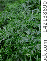 Mizuna of the field 142138690