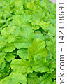 Leaves of Shogoin radishes in the field 142138691