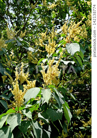 Tree: Akamegashima Euphorbiaceae Tree: Akamegashima Euphorbiaceae 142138774